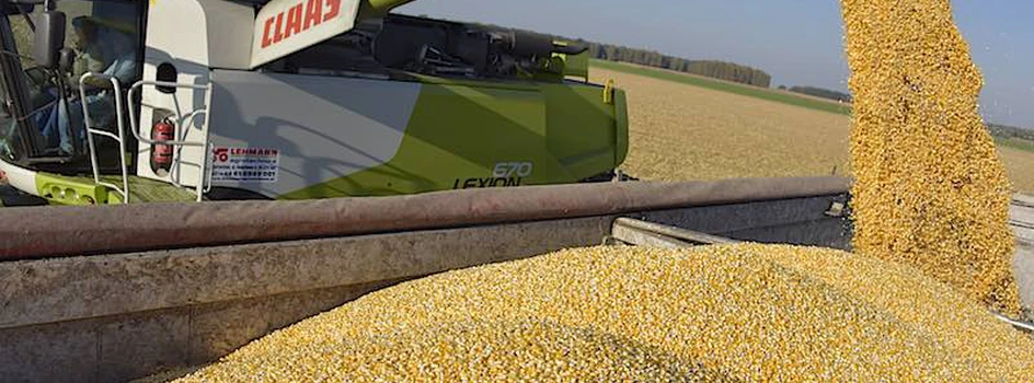 Zboża: kukurydza stoi w kolejkach