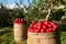 Związek Sadowników apeluje o niesprzedawanie jabłek po niskich cenach