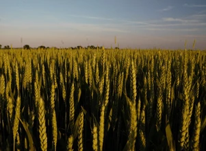 Raport USDA: produkcja pszenicy jednak w górę