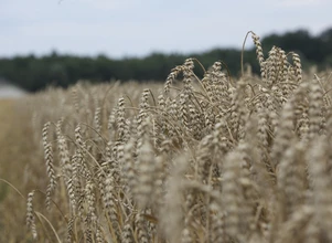 USDA: Chiny potrzebują więcej pszenicy