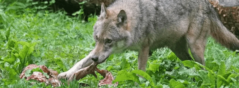 Wilki kontra ASF: Eliminują chore dziki, ale nie transmitują wirusa
