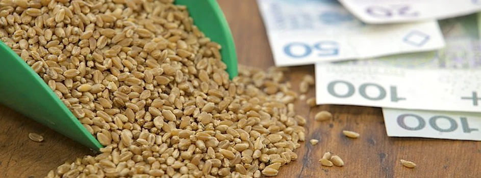 Rynek zbóż: pszenica konsumpcyjna może drożeć