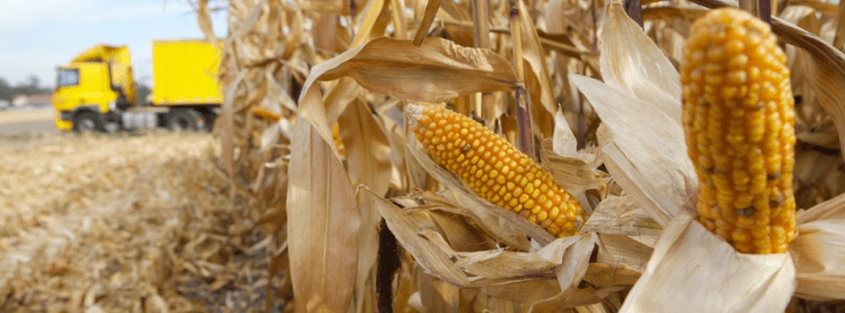 Kukurydzy zebraliśmy więcej­ – co może stać się z cenami zbóż?