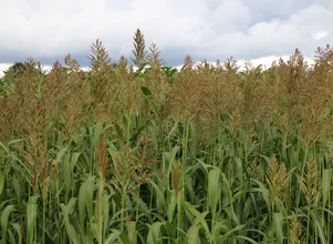Sorgo i kukurydza – dobry miks na paszę