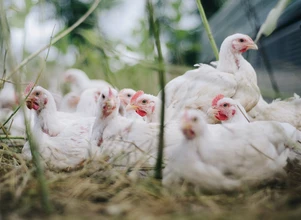Kolejne 144 000 sztuk drobiu ofiarą grypy ptaków
