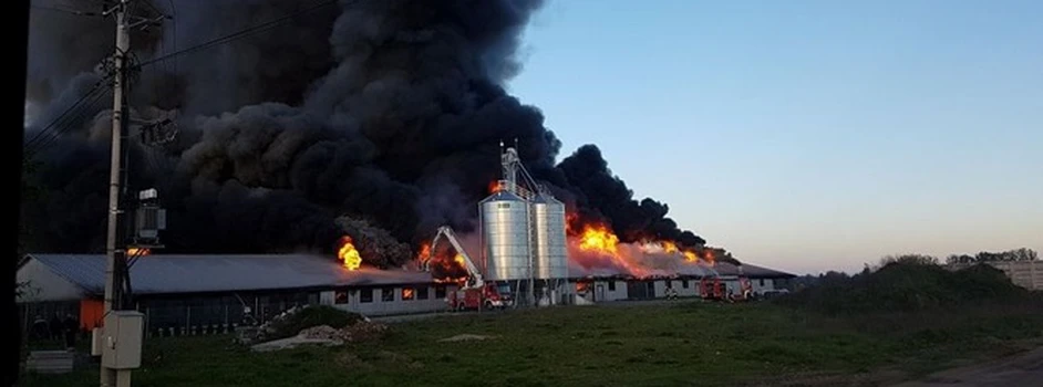 Tragedia w Wychowańcu: kilka tysięcy zwierząt spłonęło w chlewni