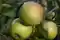 Bez porozumienia między producentami i przetwórcami jabłek