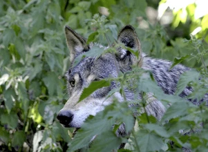 Statystyki niemieckiej populacji wilka są nierealne?