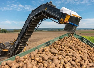 Jakie perspektywy dla ceny ziemniaka? Zapraszamy na debatę ekspertów!