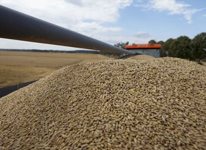 COCERAL: zbiory zbóż w UE stale rosną