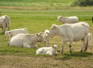 Ceny bydła – brakuje krów?
