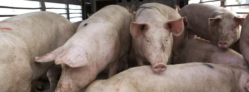 Skup świń: Znowu spadki, choć tuczniki nadal poszukiwane…