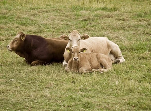Ceny bydła – mało byczków, stawki rosną