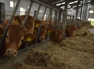 Ceny bydła – mało towaru, kolejne podwyżki