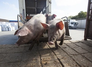 Źle się dzieje na rynku świń. Jakie stawki oferują zakłady za tuczniki?