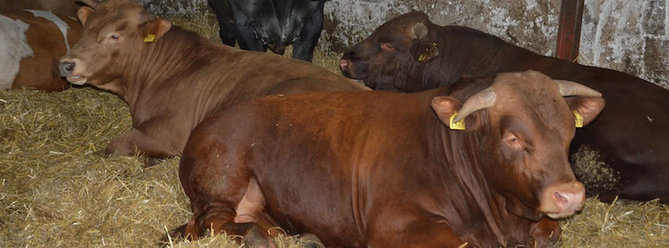 Ceny bydła – byki tanieją