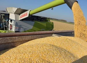 Rynek zbóż: kukurydza trzyma cenę, reszta gorzej