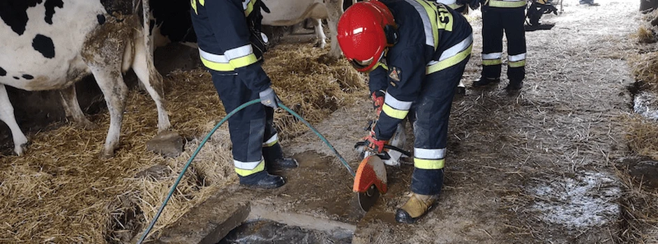 Strażacy uratowali krowę z szamba