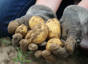 Ukraina: prognozy wysokich plonów ziemniaka