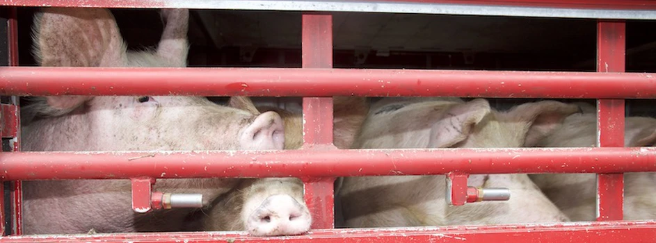 Import świń ze stref ASF z Litwy – takie są fakty