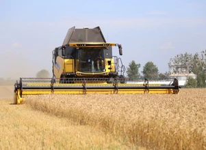 Grudniowy raport USDA: pszenicy będzie więcej