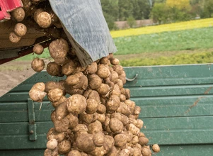 Prawie 100 tys. ha mniej ziemniaków…