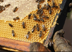 COPA-COGECA: unijni pszczelarze pod kreską, dyrektywa miodowa do zmiany