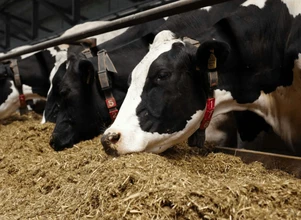 Produkcja ziarna kukurydzy na potrzeby żywienia zwierząt – konferencja już 16 marca!
