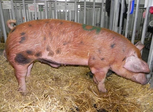 1/3 kosztów produkcji świń nie zwraca się rolnikom
