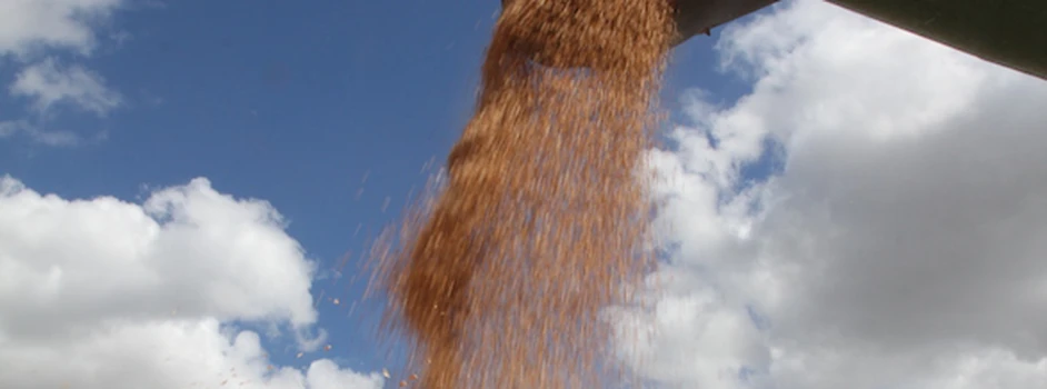 Rynek zbóż: wymarznięcia wciąż realne, ceny nadal zamrożone