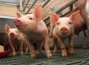 Rynek świń: Ceny się stabilizują