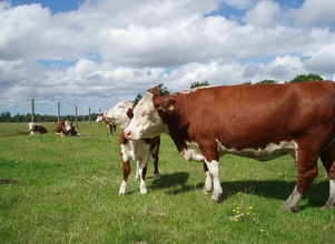 Ceny bydła – byki w dół, jałówki w górę