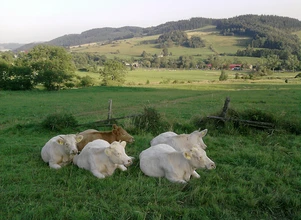 Reaktywacja hodowli bydła mięsnego na Dolnym Śląsku – poprawa opłacalności produkcji