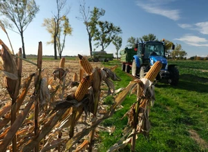 Trwa zbiór kukurydzy na ziarno. Jaka wilgotność i plony?