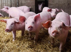 Hodowcy świń likwidują stada. Dlaczego zakłady nie podnoszą cen tuczników, skoro pogłowie spada?