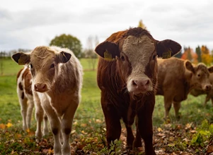 Ceny bydła – byczki lekko w górę