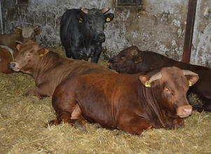 Ceny bydła – byki tanieją