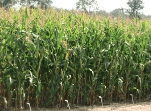 Zakaz uprawy kukurydzy GMO przedłużony, będą kontrole gospodarstw?