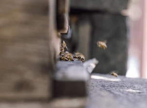 45 mln zł na pomoc dla pszczelarstwa