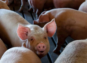 Rząd zapowiada interwencję na rynku wieprzowiny