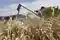 Rynek zbóż: Zapowiadały się podwyżki, ale ich nie ma