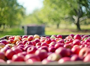 Sadownicy mówią jednogłośnie: stop łobuzerce w handlu jabłkami!