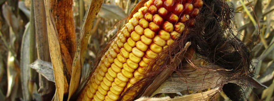 UE: Zatwierdzono nowe odmiany kukurydzy i soi GMO