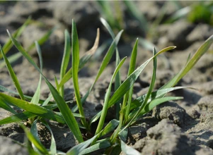 Jak wspomagać odporność i zimotrwałość zbóż?