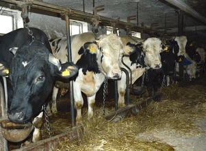 Ceny bydła – zakłady biją się o towar?