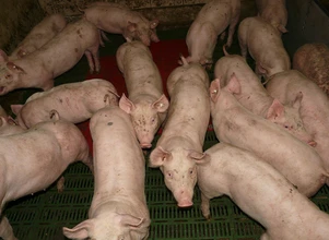 690 mln świń rzeźnych rocznie – taki potencjał produkcyjny ma Państwo Środka