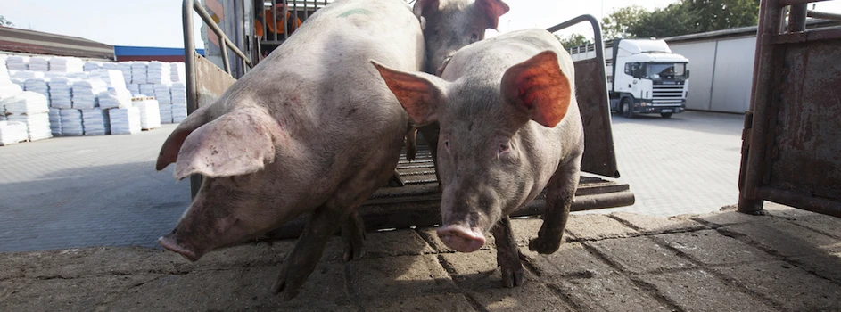 Źle się dzieje na rynku świń. Jakie stawki oferują zakłady za tuczniki?