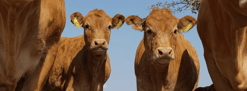 Ceny bydła – wyścig cenowy: kto da więcej?