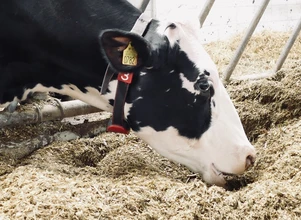 Mocznik sposobem na obniżenie kosztów paszy dla krów mlecznych