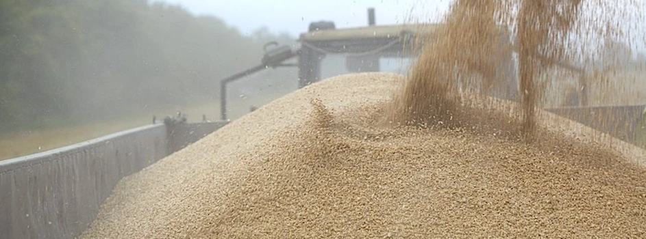 Rynek zbóż: pszenica w górę